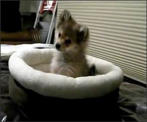 Tiny Puppy Wolf Funny Video