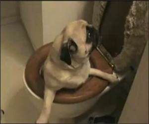 Toilet Pug Funny Video