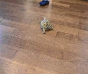 Tortoise vs RC Truck Funny Video