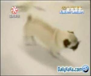 Sneaky thief of a dog.