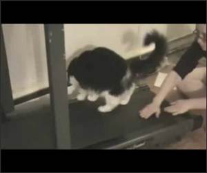 Treadmill Cats Funny Video