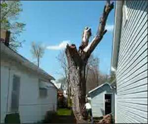 Proper Tree Removal Funny Video