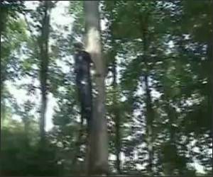 Tree Trampoline Jump