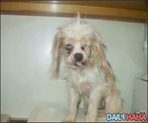 Ugly Dogs Compilation Video