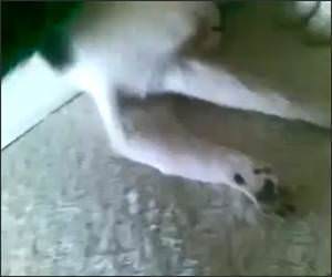 Ultra Passive Cat Funny Video