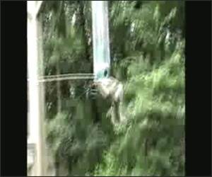 The very dizzy squirrel Funny Video