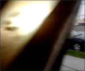 Impatient dog Funny Video