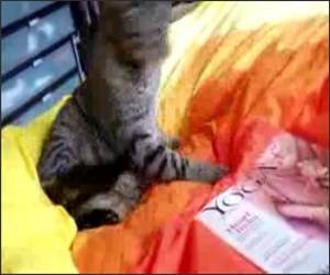 Cat attacking own tail Funny Video