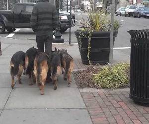 walking his german shepherds Funny Video