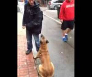 Well Trained attack dog Funny Video