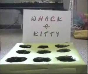 Whack a Kitty Funny Video