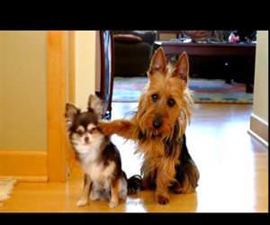 which dog pooped in the kitchen Funny Video