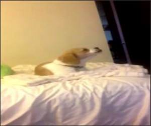 Why Why Why Puppy Funny Video