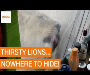 woman wakes up to lions