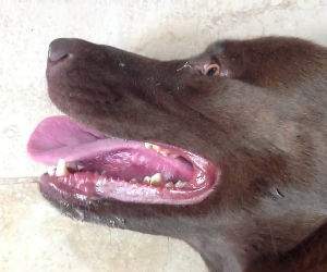 worlds fastest breathing dog Funny Video