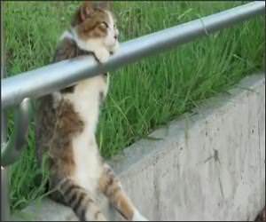 Worlds Most Relaxed Cat Video