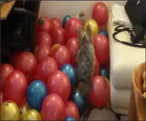 Yorki Vs Balls Funny Video