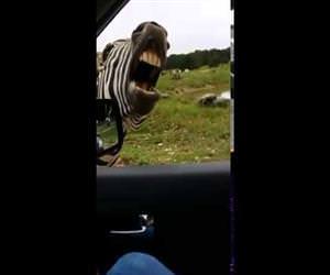 zebra will sing for snacks Funny Video
